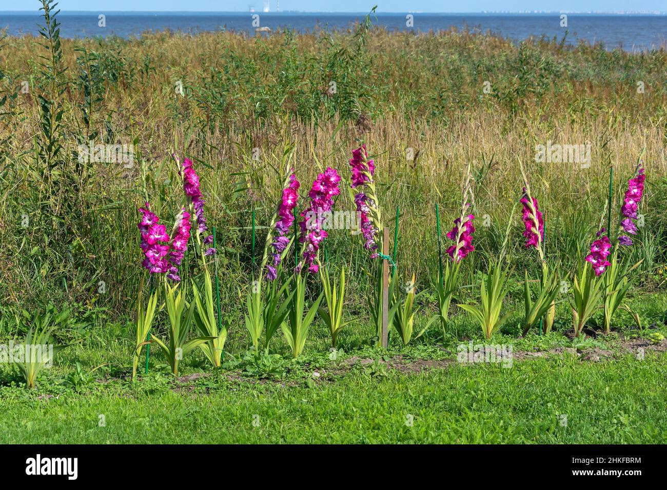 Letto di giovani piante gladiolus su un terreno giardino di recente sviluppo Foto Stock