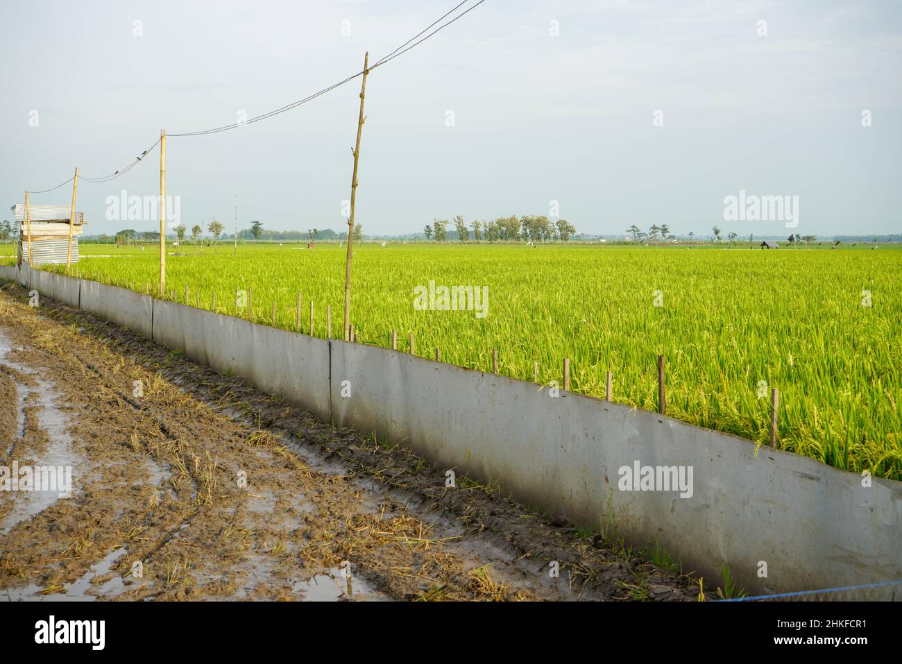 Campi di riso verdi protetti con reti in modo da non essere mangiati o attaccati da parassiti che danneggiano colture come ratti e uccelli. Foto Stock