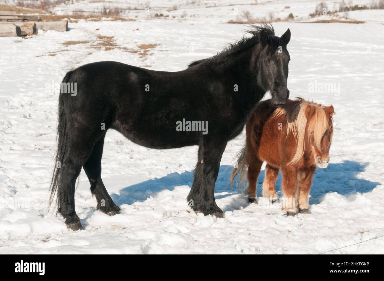 Un cavallo di cappotto nero e un pony shetland, insieme a lato in un prato coperto di neve in inverno Foto Stock