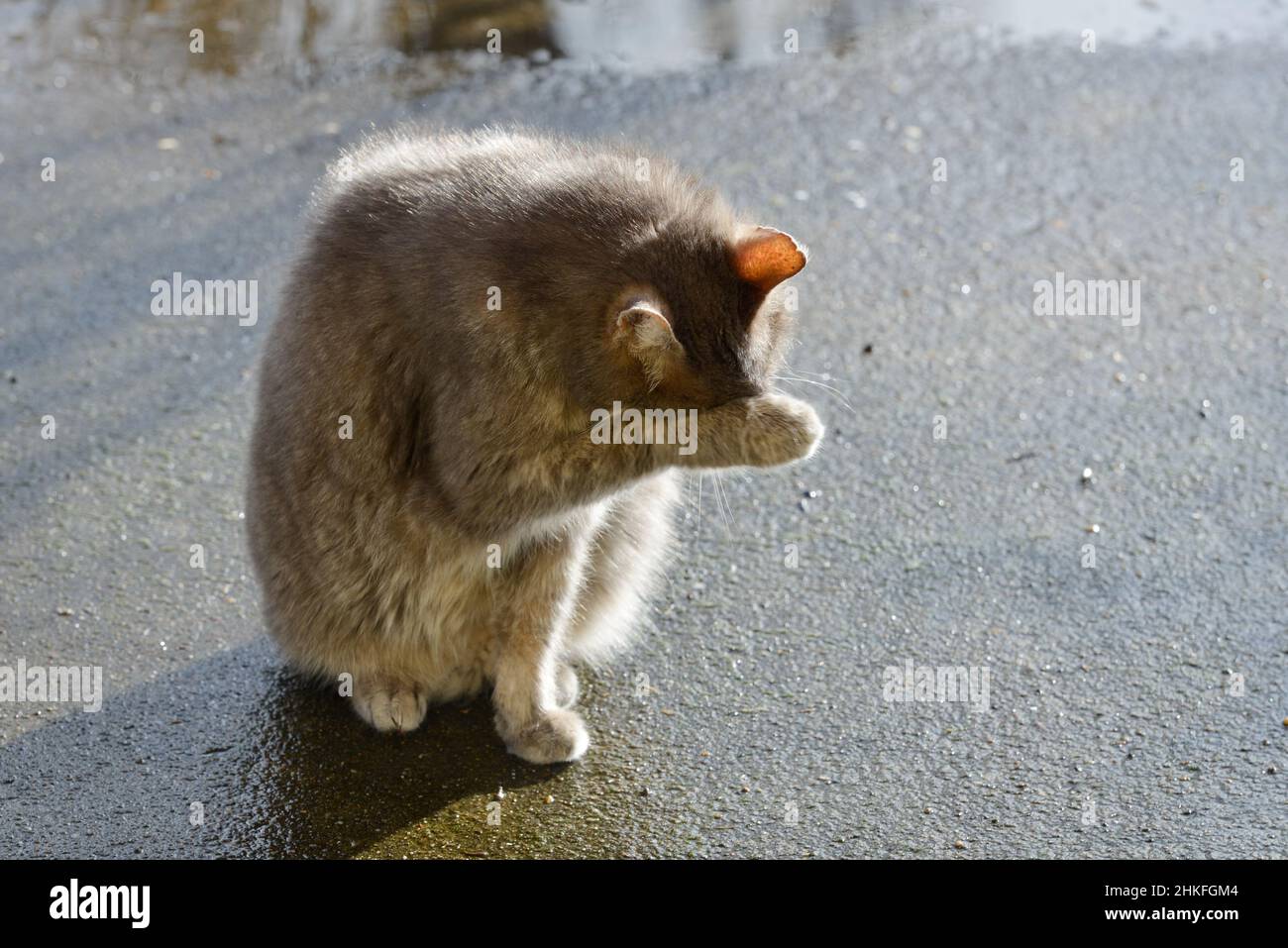 Gli occhi di un gatto grigio seduto nascosto dietro la zampa mentre grooming all'aperto Foto Stock