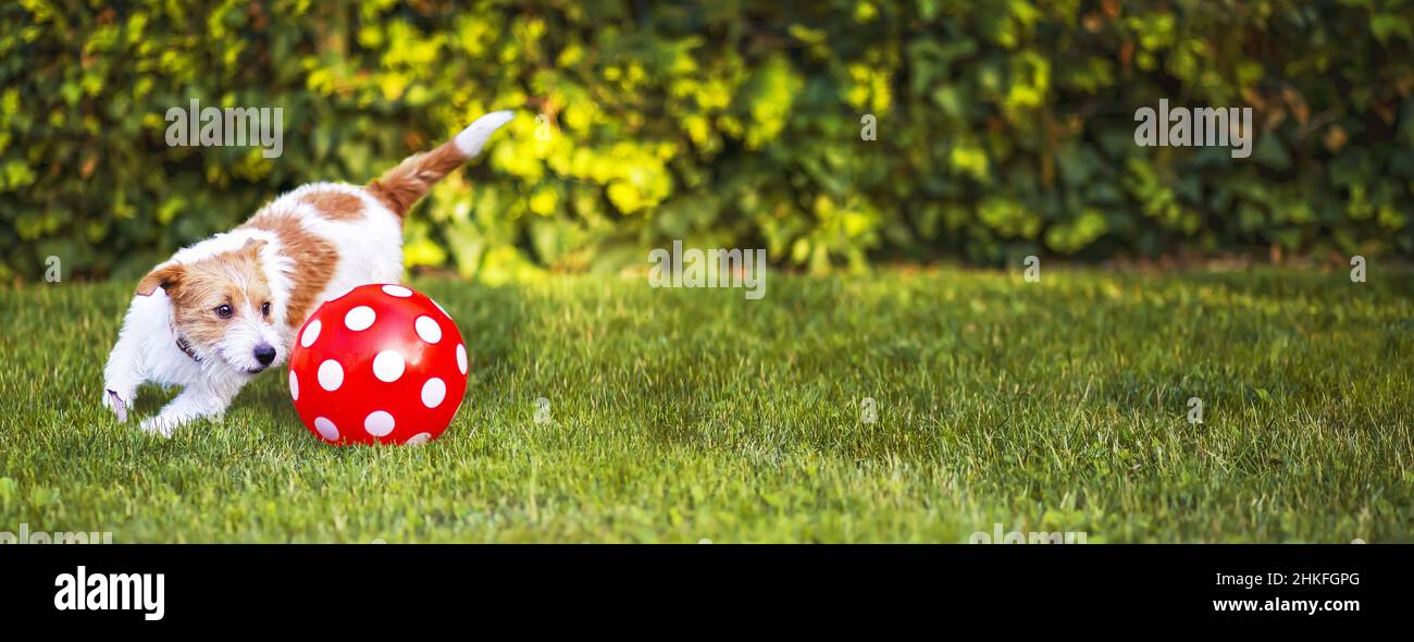 Banner di un felice cucciolo di cane divertente come giocare con una palla in erba Foto Stock