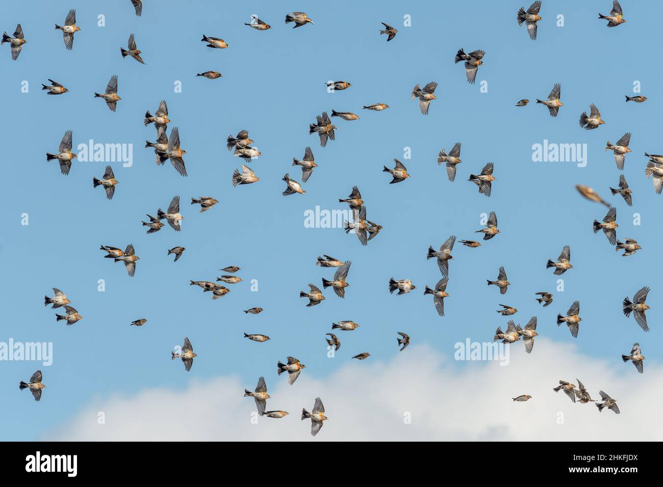 Gregge di bramblings (Fringilla montifringilla) che si sovrappone vicino a Reigate, Surrey, Regno Unito. In volo, in volo Foto Stock