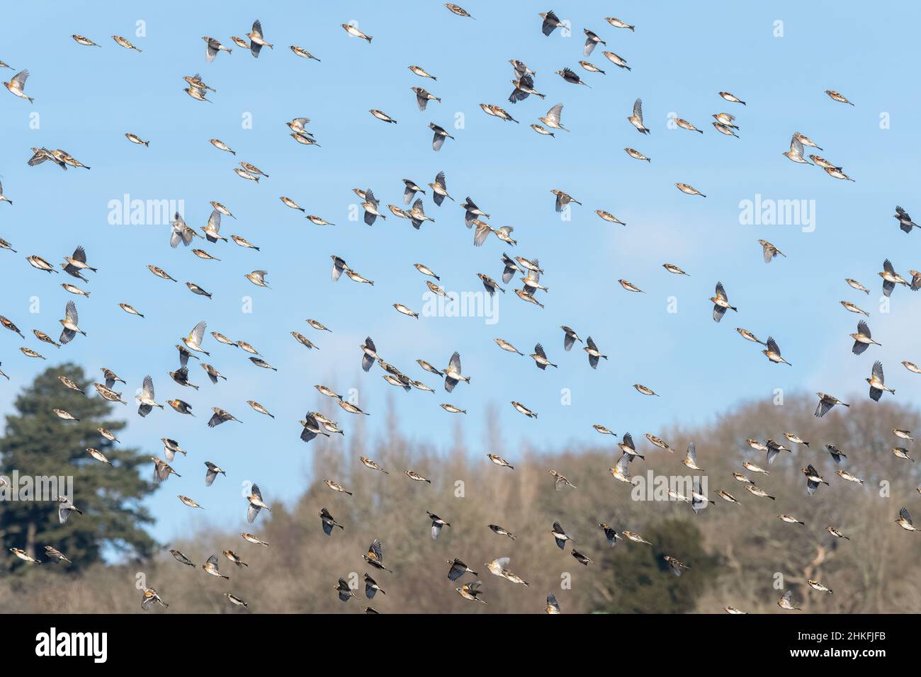 Gregge di bramblings (Fringilla montifringilla) che si sovrappone vicino a Reigate, Surrey, Regno Unito. In volo, in volo Foto Stock