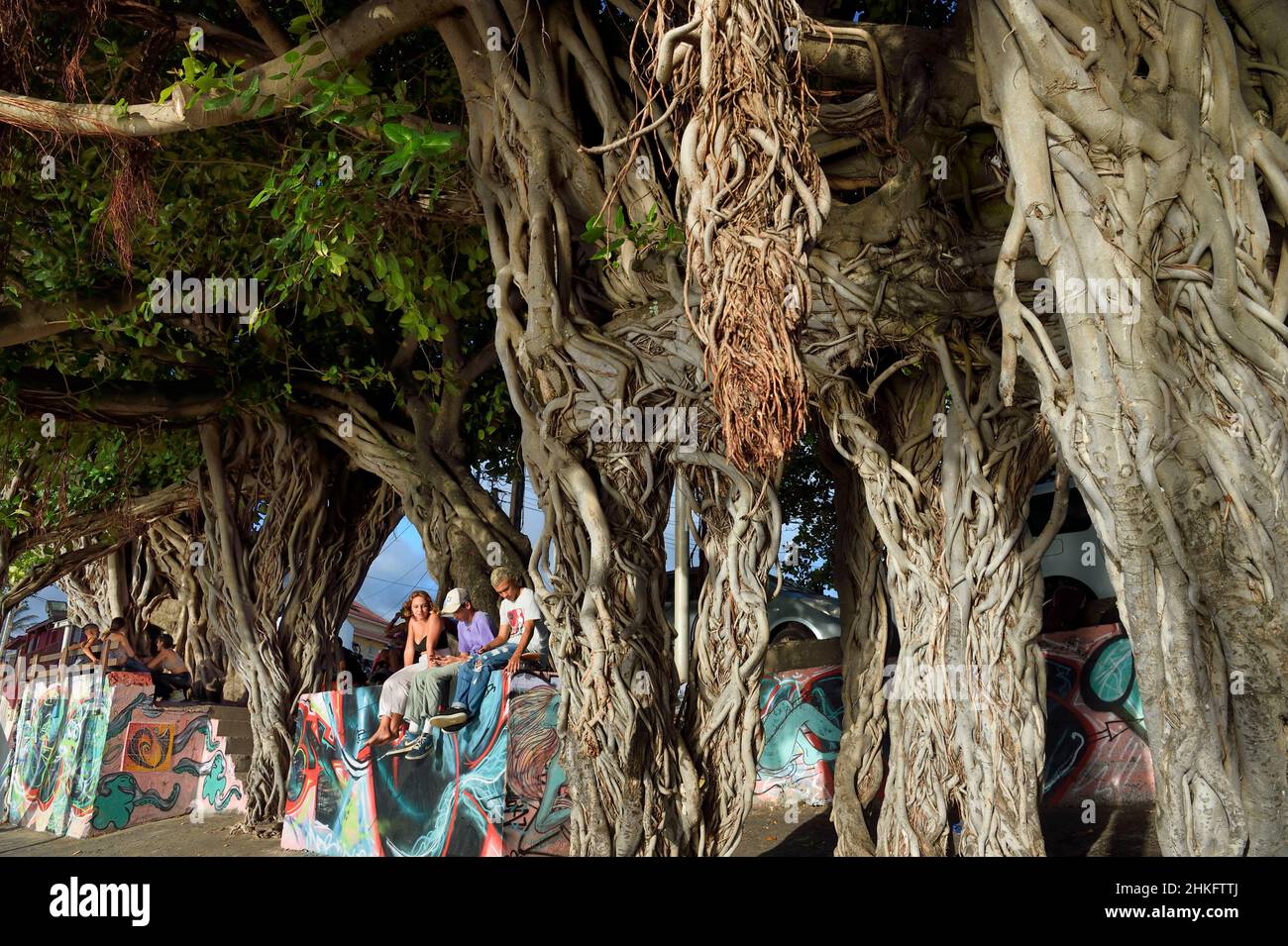 Francia, isola della riunione (dipartimento francese d'oltremare), Saint Pierre, Terre Sainte area, gruppo di adolescenti che chiacchierano sotto il fico banyan o indiano banyan (Ficus benghalensis) Foto Stock