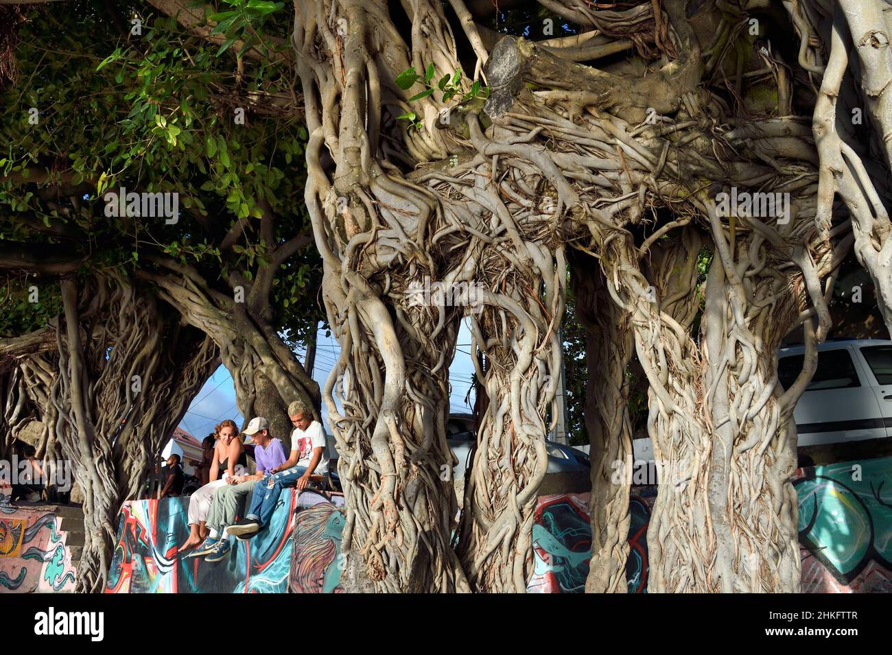 Francia, isola della riunione (dipartimento francese d'oltremare), Saint Pierre, Terre Sainte area, gruppo di adolescenti che chiacchierano sotto il fico banyan o indiano banyan (Ficus benghalensis) Foto Stock