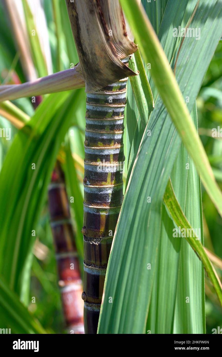 Francia, isola di Reunion (dipartimento francese d'oltremare), Saint Pierre, tenuta della distilleria Isautier, canna da zucchero Foto Stock
