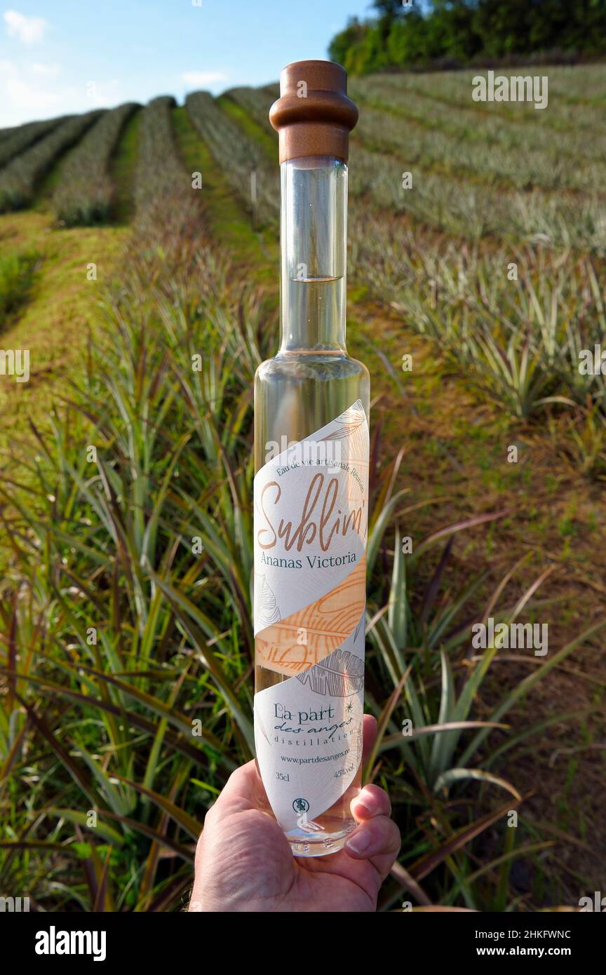 Francia, Reunion Island (dipartimento francese d'oltremare), la Saline, Victoria ananas eau de vie (brandy) da la parte des Anges distillazione e campo di ananas Foto Stock