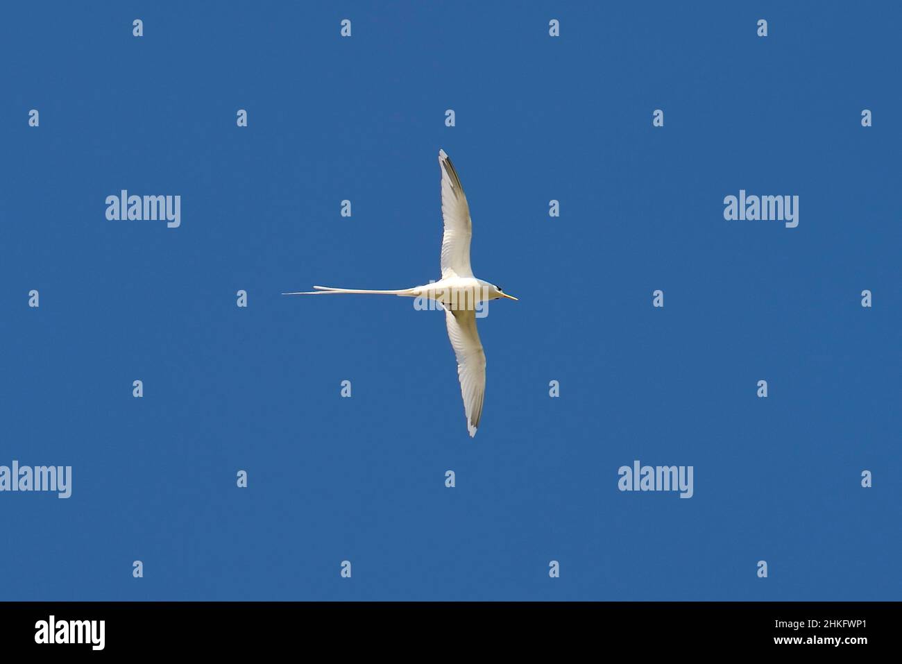 Francia, Isola di Reunion (dipartimento francese d'oltremare), costa meridionale, Petite-Ile, Tropicbird dalla coda bianca (Phaethon lepturus) è uno degli emblemi dei Mascarenes Foto Stock