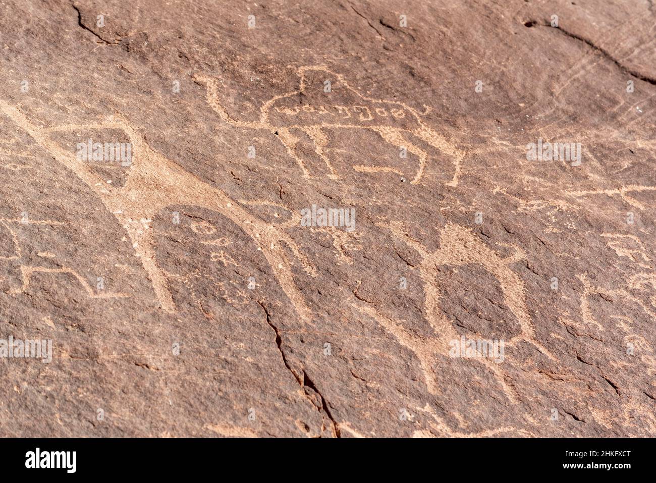 Giordania, il Governatorato di Aqaba, Wadi Rum, elencato come Patrimonio Mondiale dall'UNESCO, Petroglyfi, disegni Talmudici, figure Camel Foto Stock