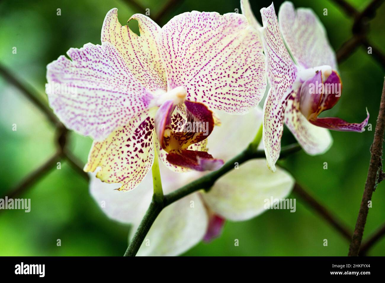 Orchidea - Palaenopsis Orchidea Moth Foto Stock