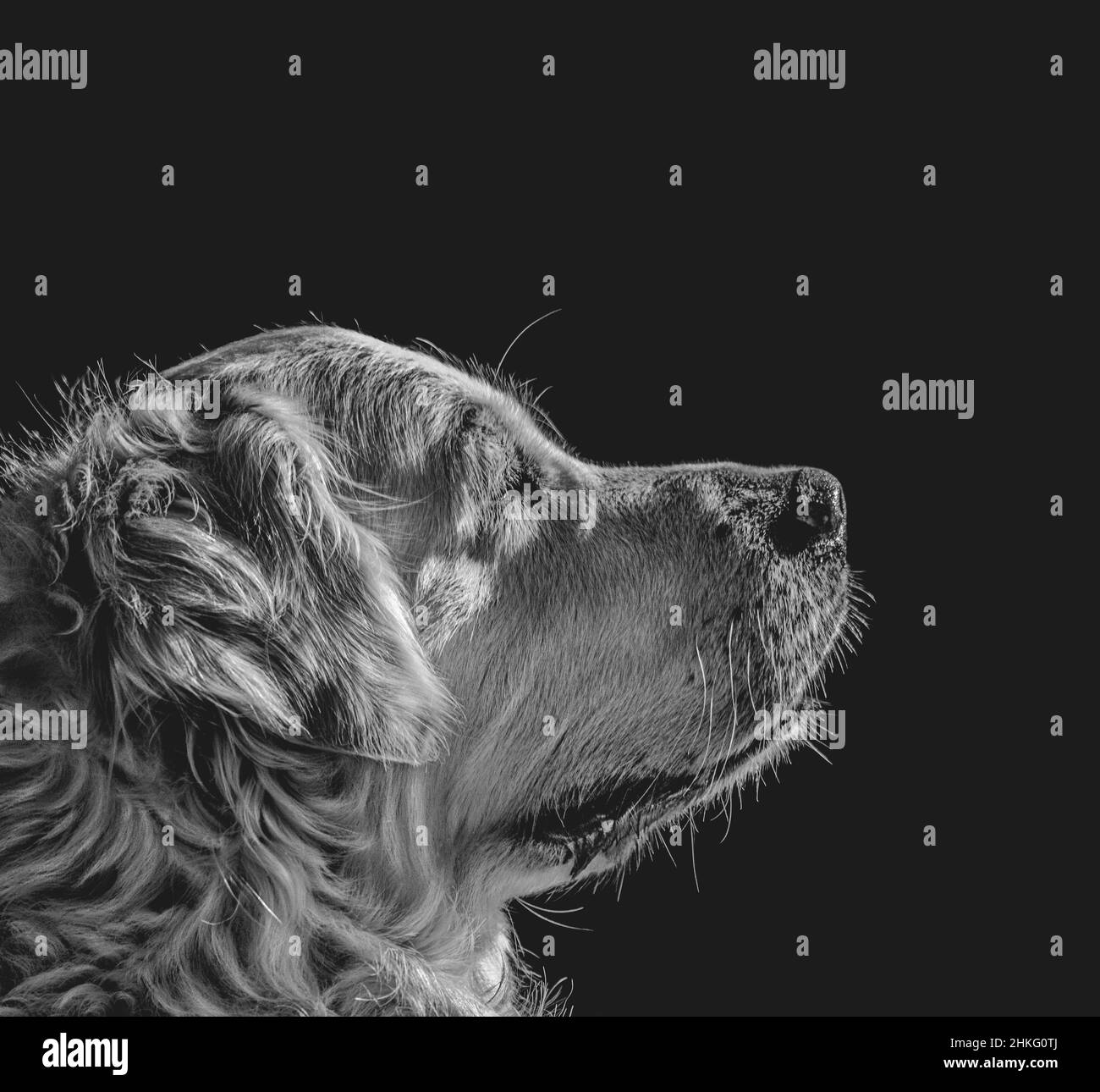 Fotografia in bianco e nero di un volto di un cane della razza Golden Retriever in primo piano con uno sfondo scuro. Il cane è di colore crema chiaro Foto Stock