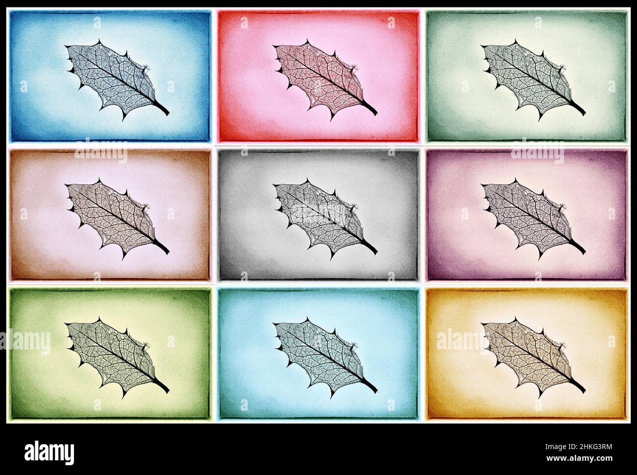 Foglie di agrifoglio Foto Stock