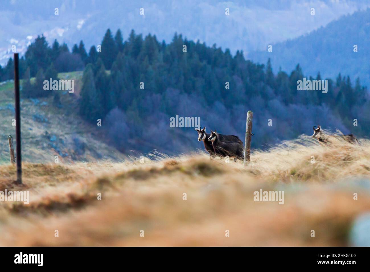 Capra selvaggia del camoscio nelle montagne dei Vosgi Francia in un campo con paesaggio delle colline sullo sfondo Foto Stock