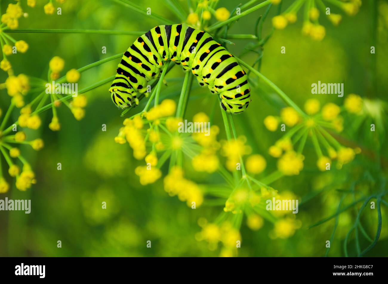 Bruco di Papilio Machaon striscia su una fresca aneto verde nel giardino. Caterpillar mangia aneto profumato. Foto Stock