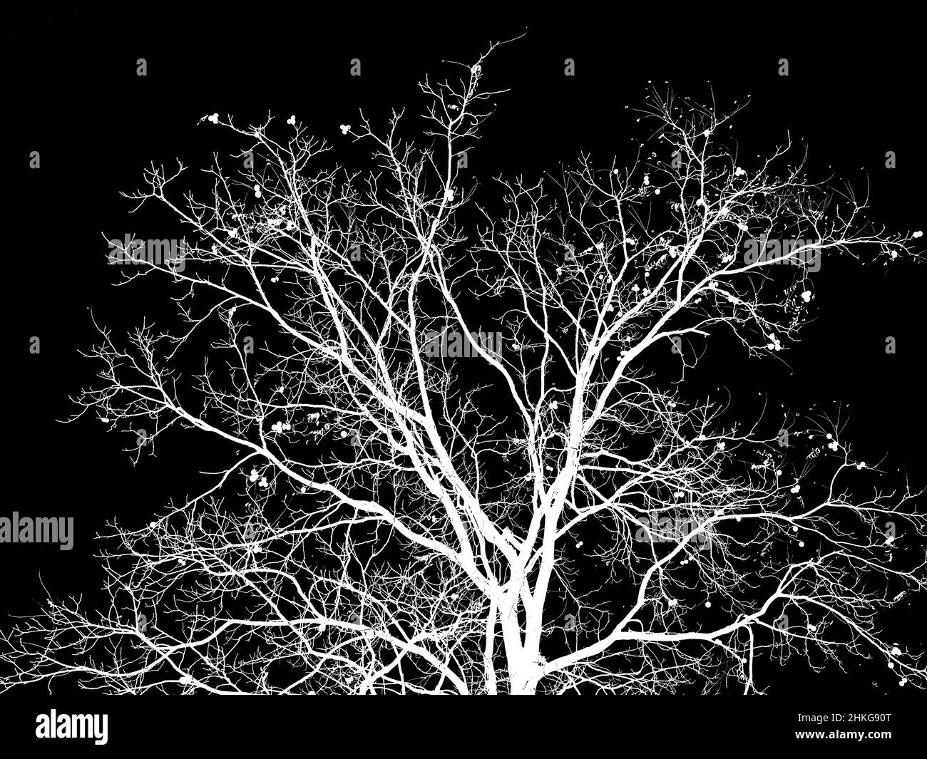 Una bella silhouette bianca di un albero di noce (Juglans regia) con uno sfondo nero Foto Stock