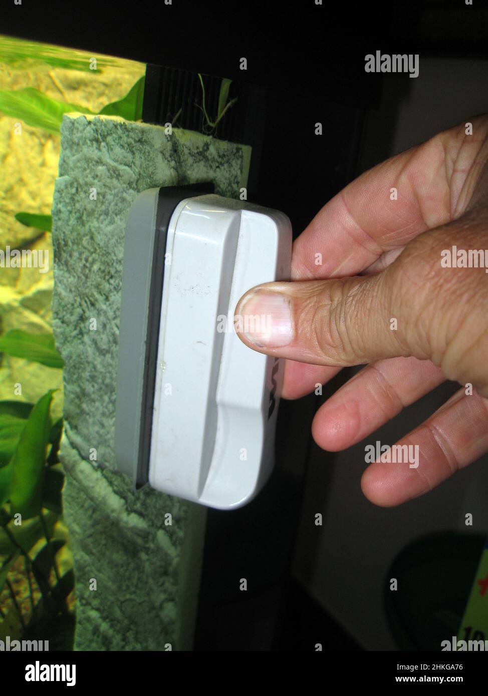 Pulizia del vetro dell'acquario con raschietto magnetico Foto Stock
