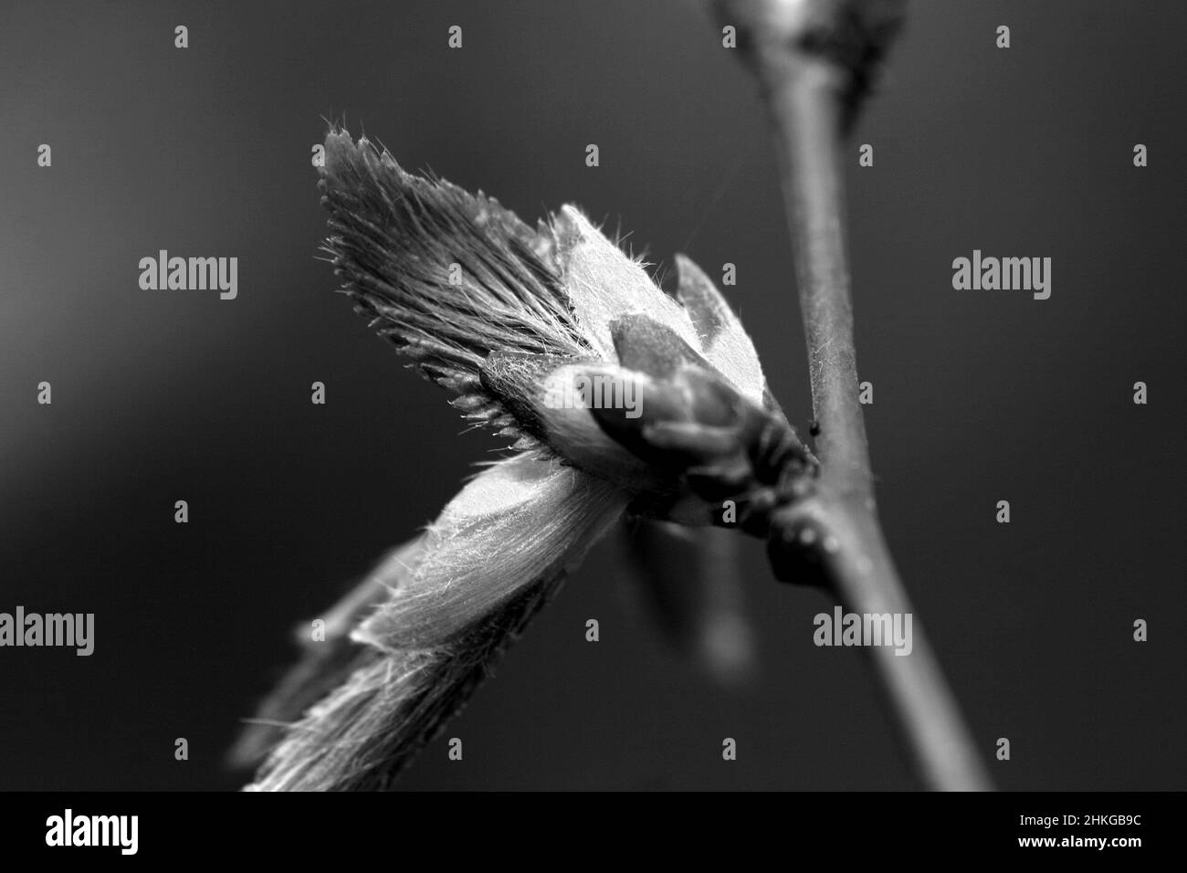 Primo piano in bianco e nero di una pianta bud su un fusto Foto Stock