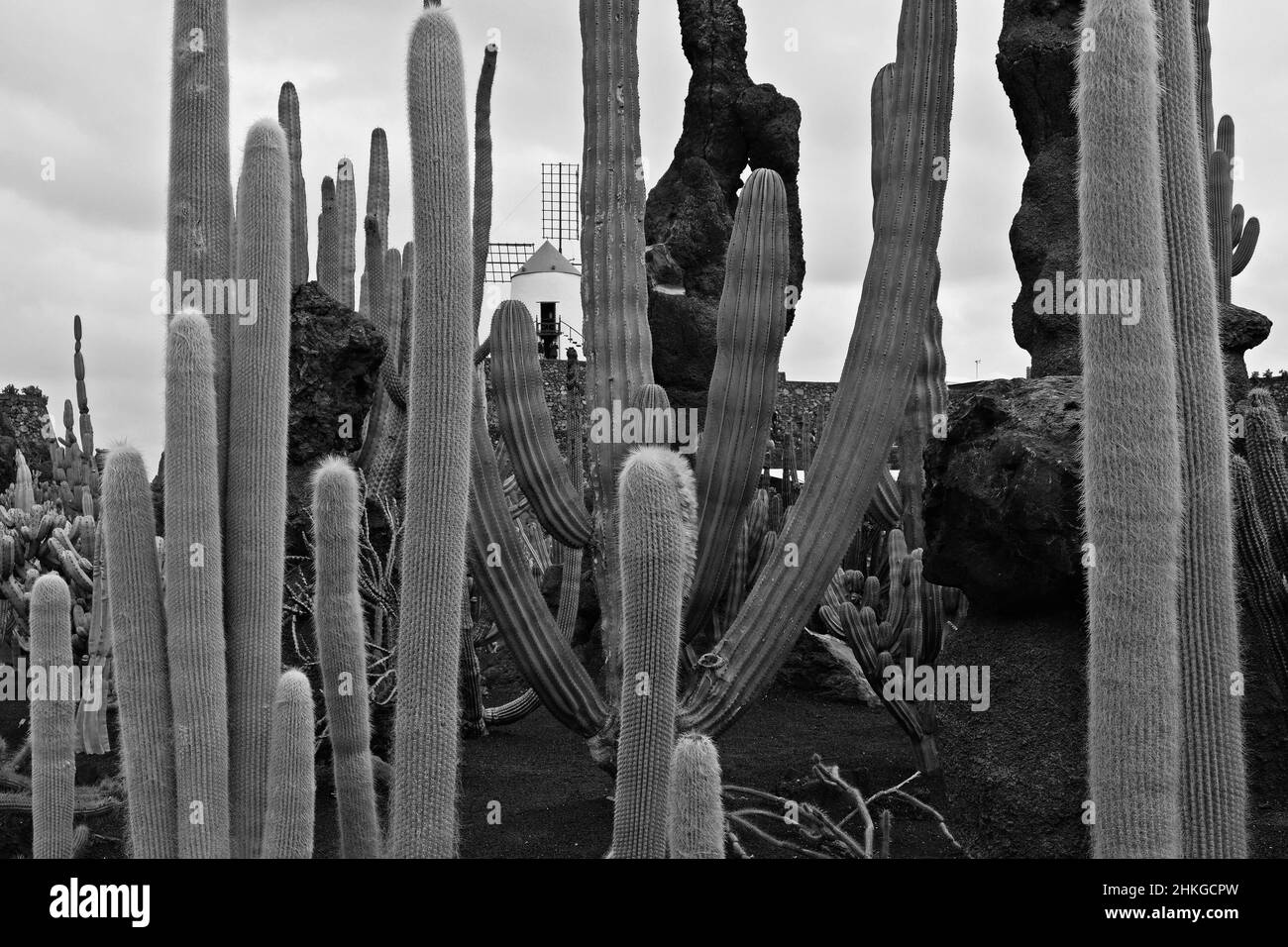 Jardin de Cactus, giardino di cactus progettato da Cesar Manrique a Guatiza Foto Stock