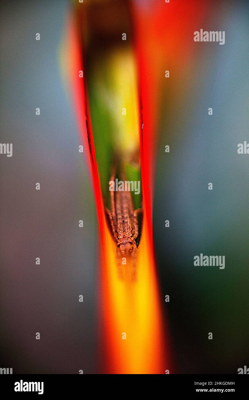 Macro immagine di un piccolo bug nascosto tra fiori dai colori vivaci nel lago Atitlan, Guatemala. Foto Stock