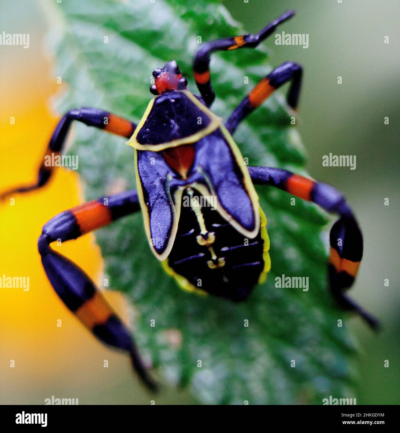 Macro immagine di un piccolo bug nascosto tra fiori dai colori vivaci nel lago Atitlan, Guatemala. Foto Stock