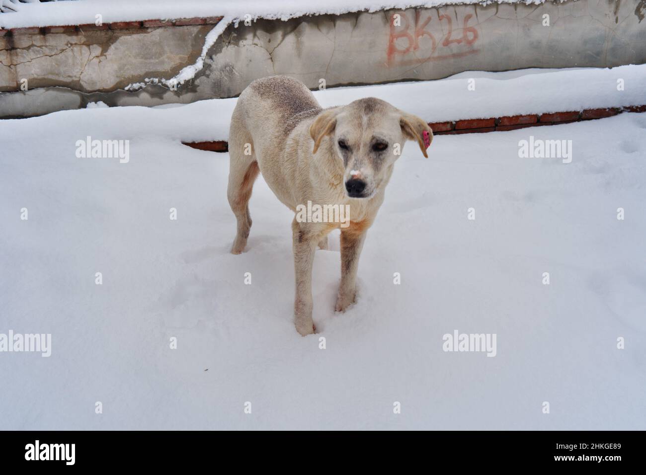Bianco cane da strada sotto la neve in inverno Foto Stock