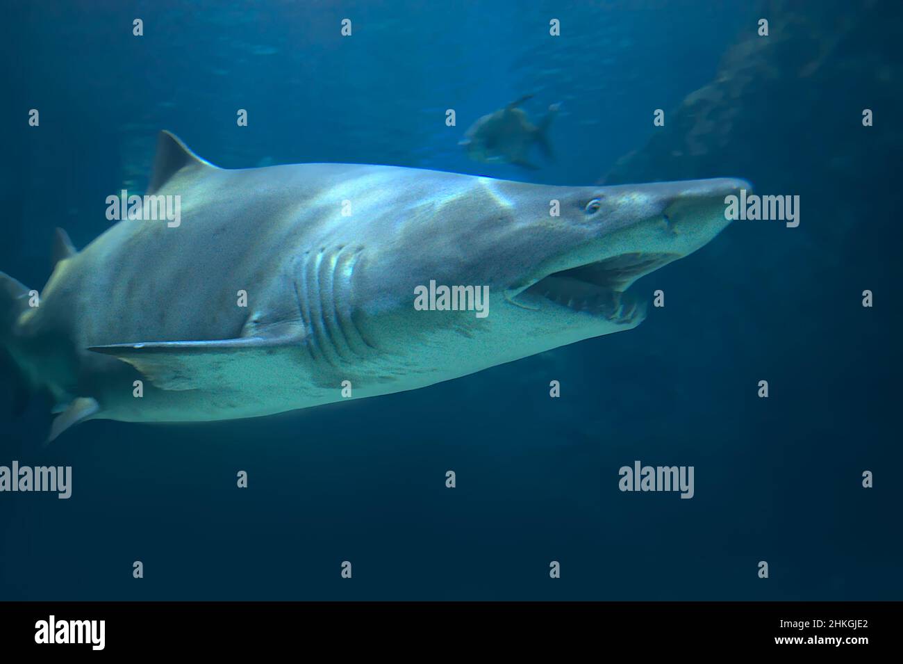 Shark in acquario Foto Stock