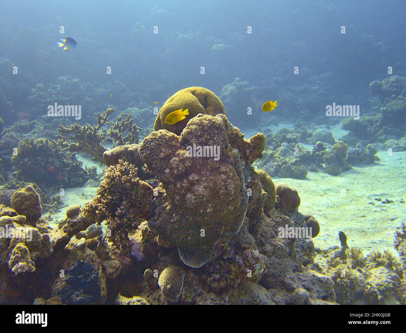 Coral reef underwater Foto Stock