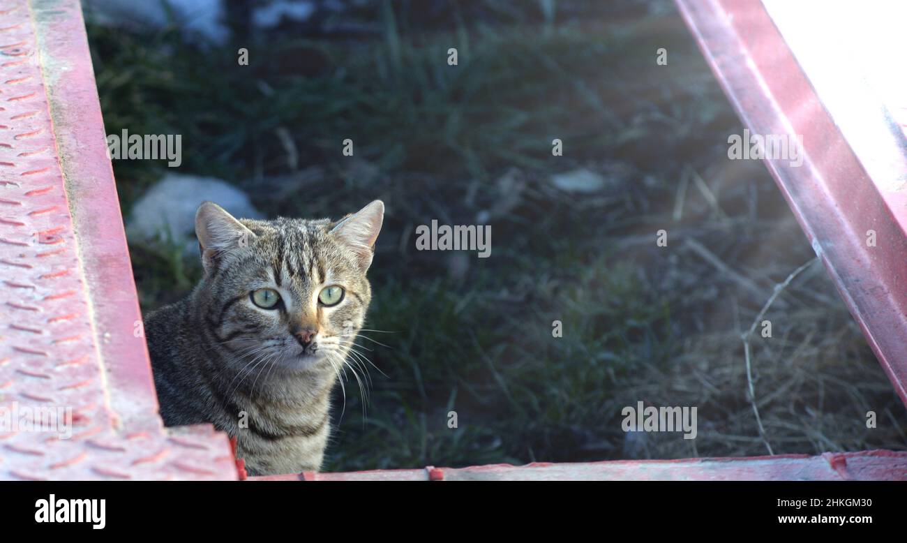 Ritratto di gatto randagio di strada avvistato. Foto Stock