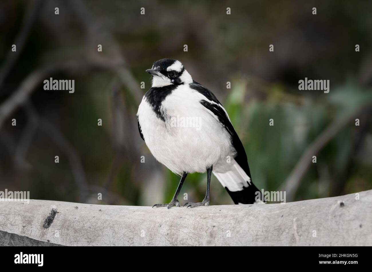 Magpie-lark seduto in un albero di eucalipto. Foto Stock