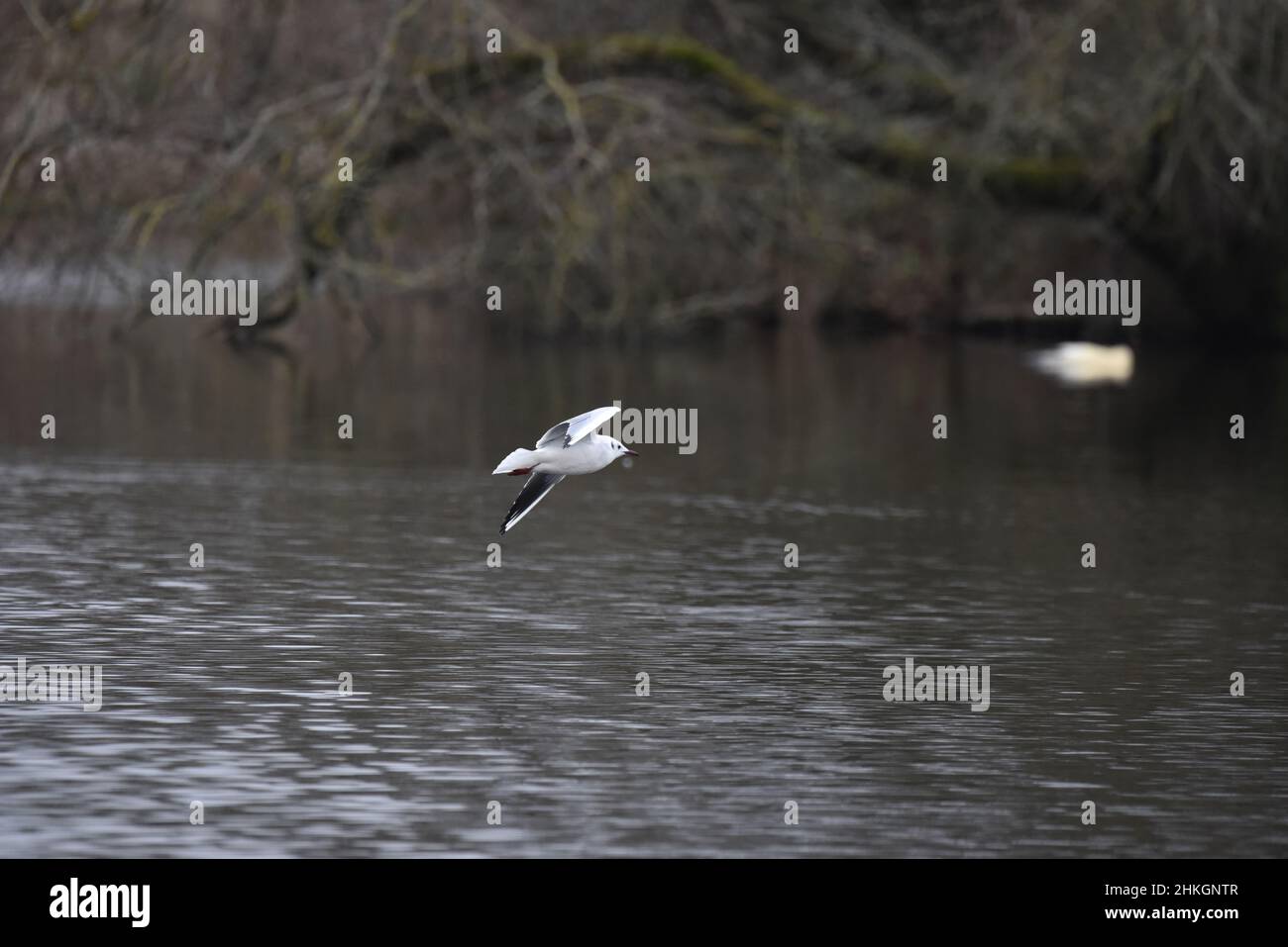 Primo piano di un gabbiano a testa nera (Chromicocephalus ridibundus) nel piumaggio invernale, Flying Low Over a Lake in Staffordshire, Inghilterra, Regno Unito nel mese di gennaio Foto Stock