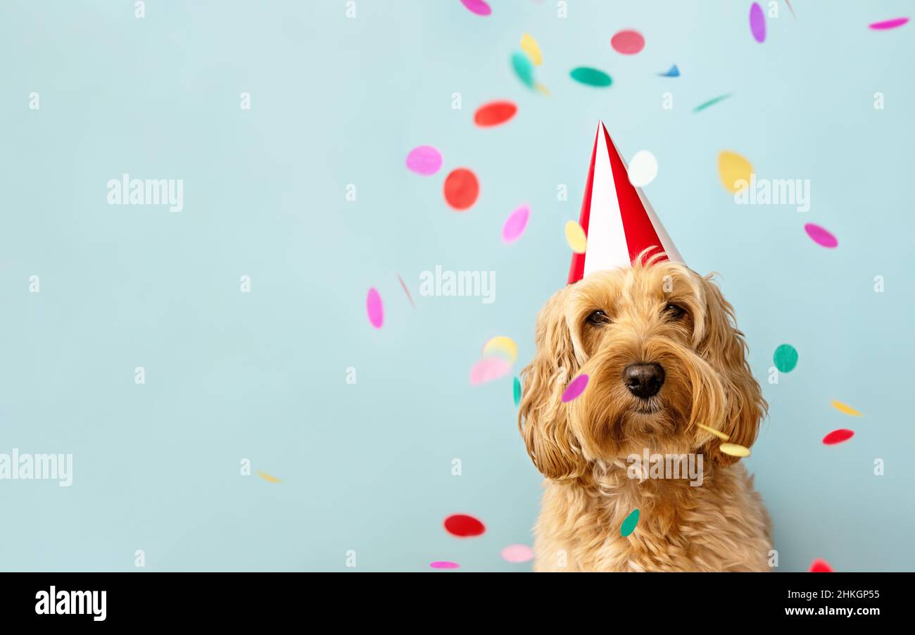 Carino cane che festeggia a una festa di compleanno con confetti e cappello da festa Foto Stock