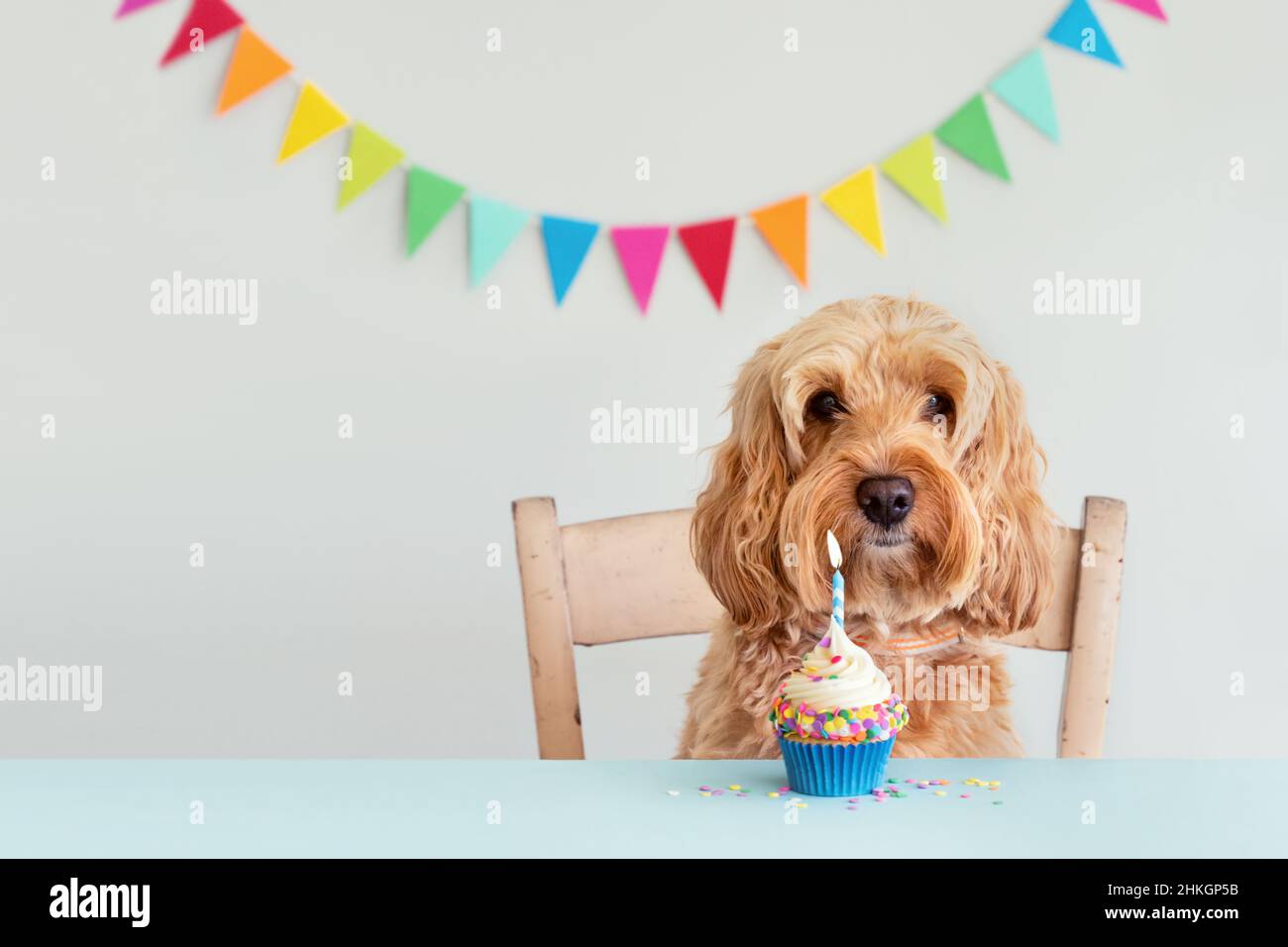 Carino cane che festeggia con cupcake di compleanno e conigliatura Foto Stock