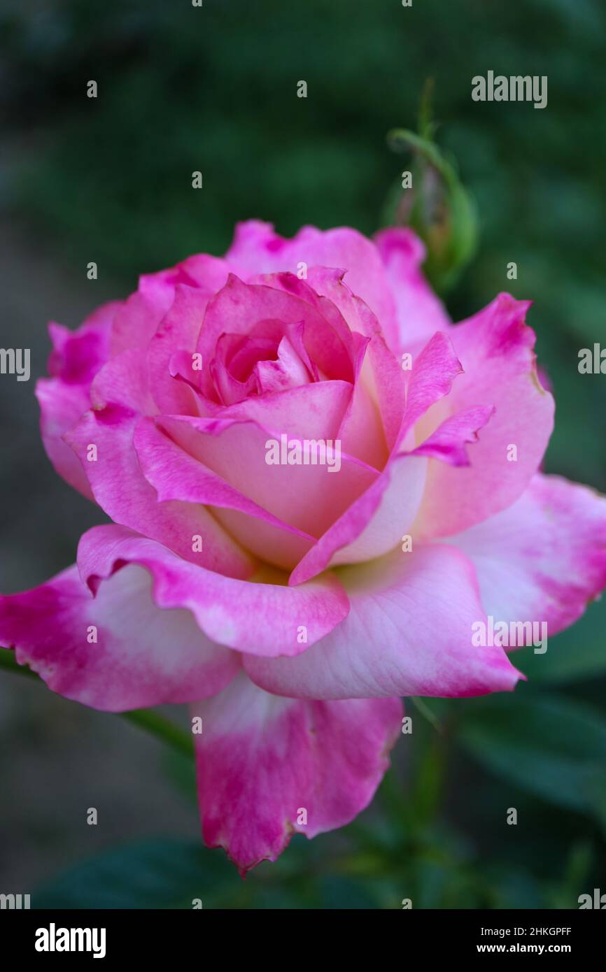 Rosa con petali e germogli rosa e bianco, rosa colorata in giardino, macro testa di rosa, fiore in fiore verticale, bellezza nella natura, foto floreale, Foto Stock