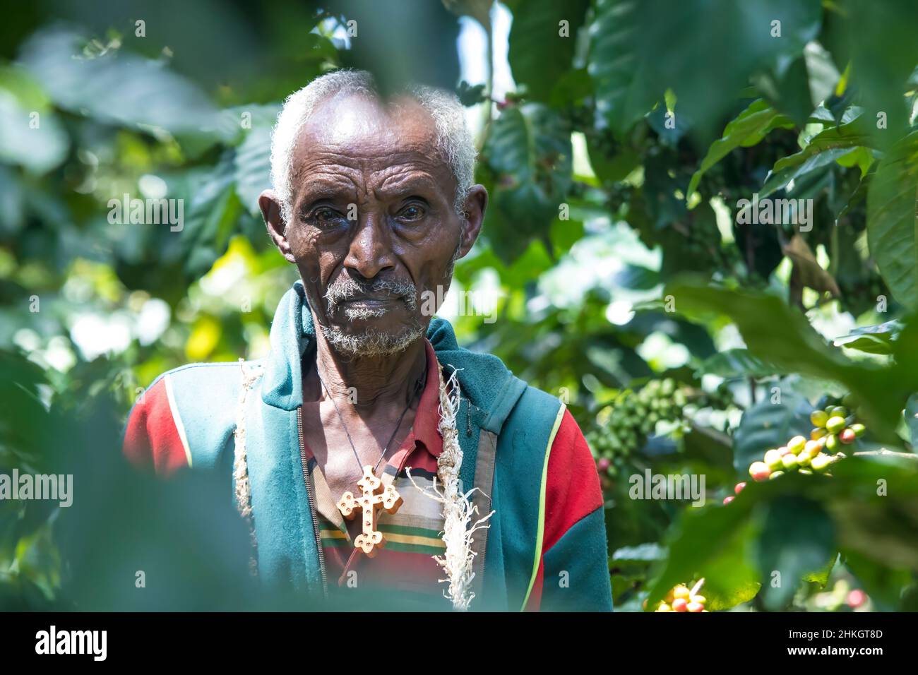 Operatore di fattoria di caffè, Etiopia Foto Stock