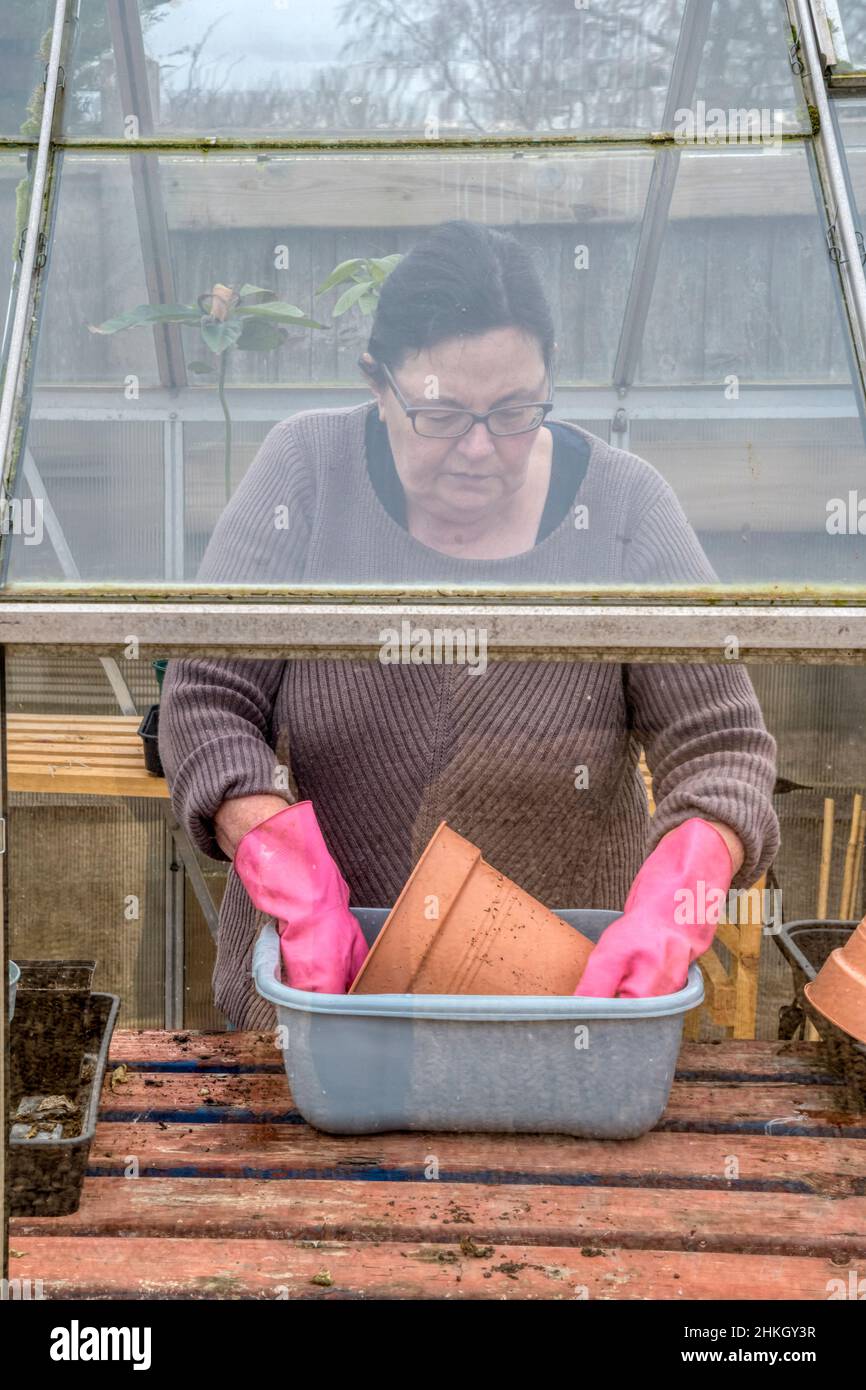 Donna nella sua serra lavaggio vasi di fiori pronti per la nuova stagione di coltivazione. Foto Stock