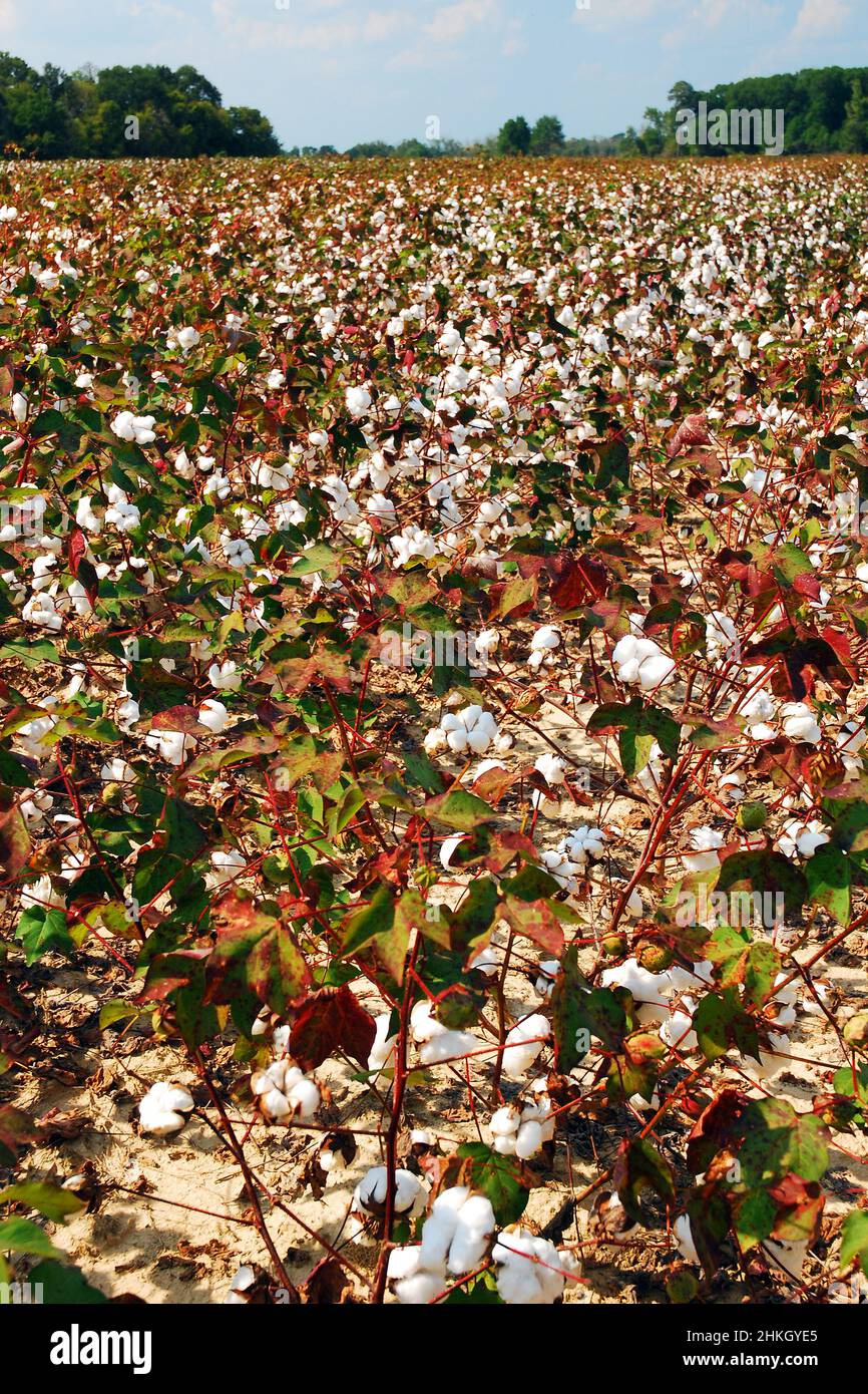 Il cotone continua a crescere nelle fattorie in Alabama Foto Stock