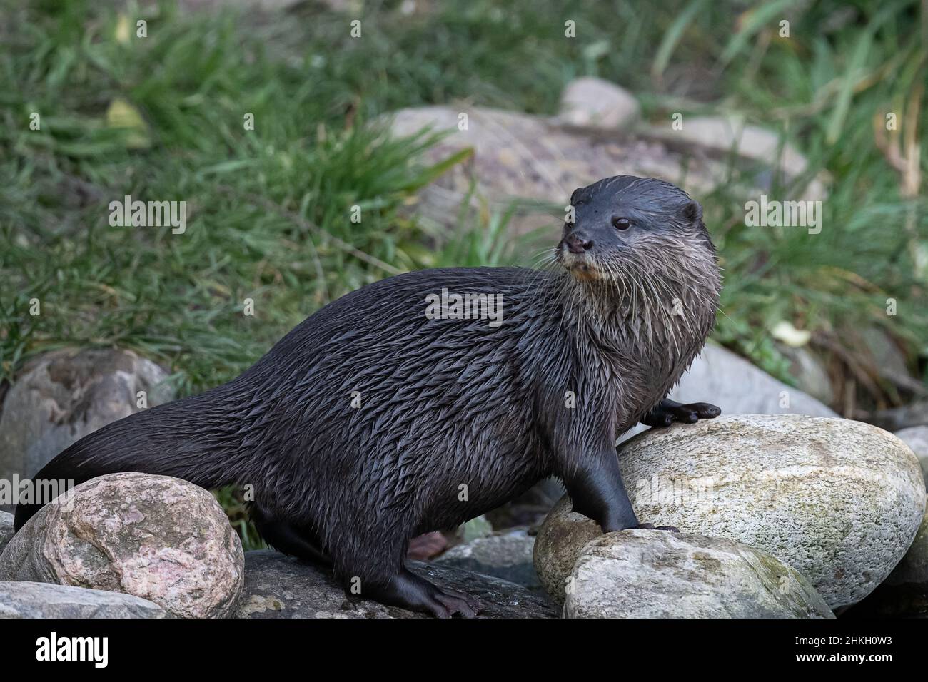 Lontra asiatica piccola-clawed che posa dopo avere una nuotata Foto Stock
