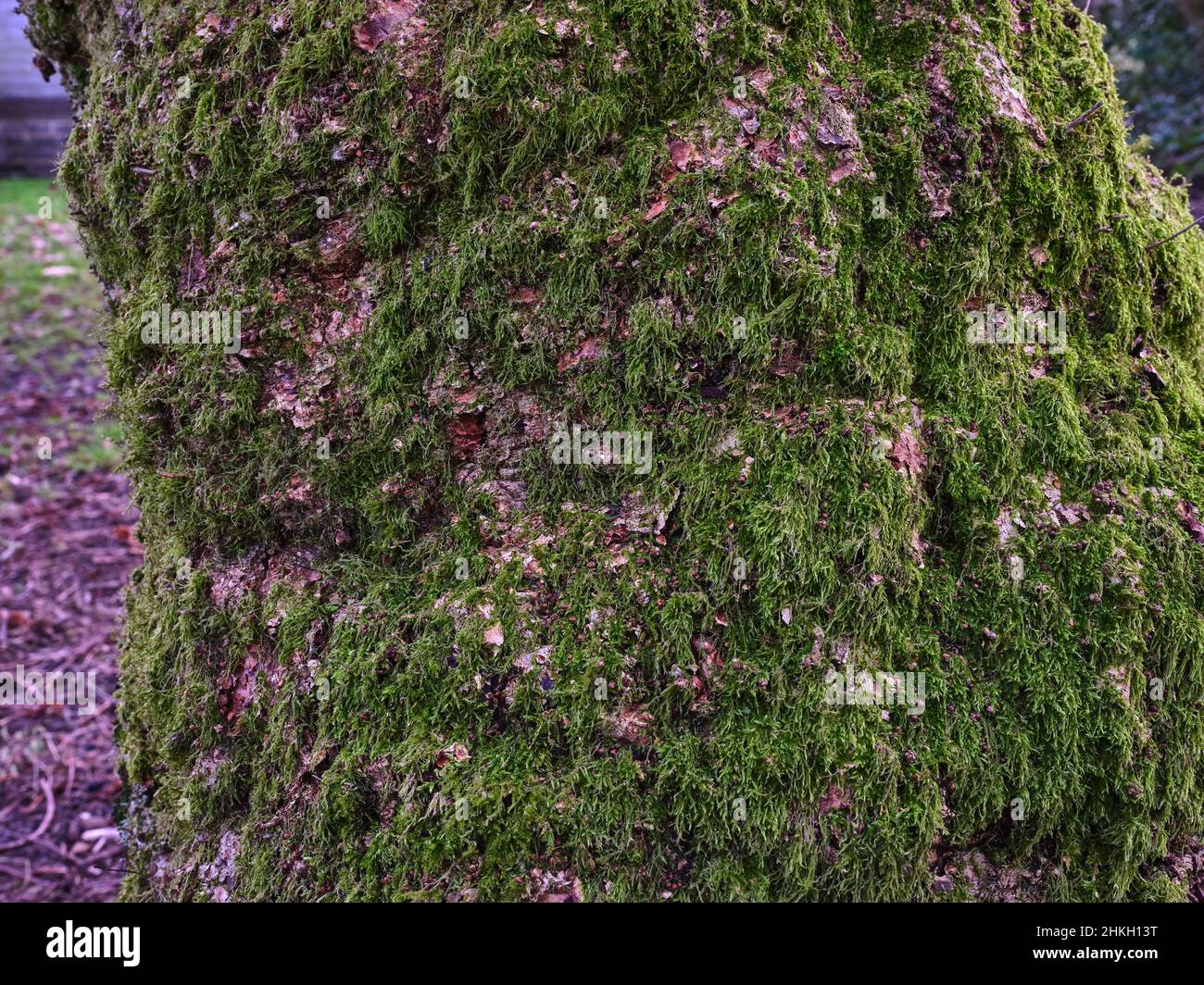 Muschio copriva il tronco di quercia sulla brughiera a 900ft Foto Stock