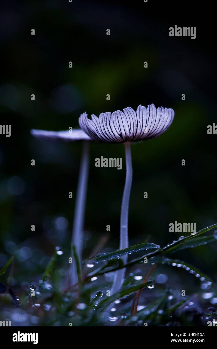 Primo piano di una pianta di funghi con sfondo magico Foto Stock