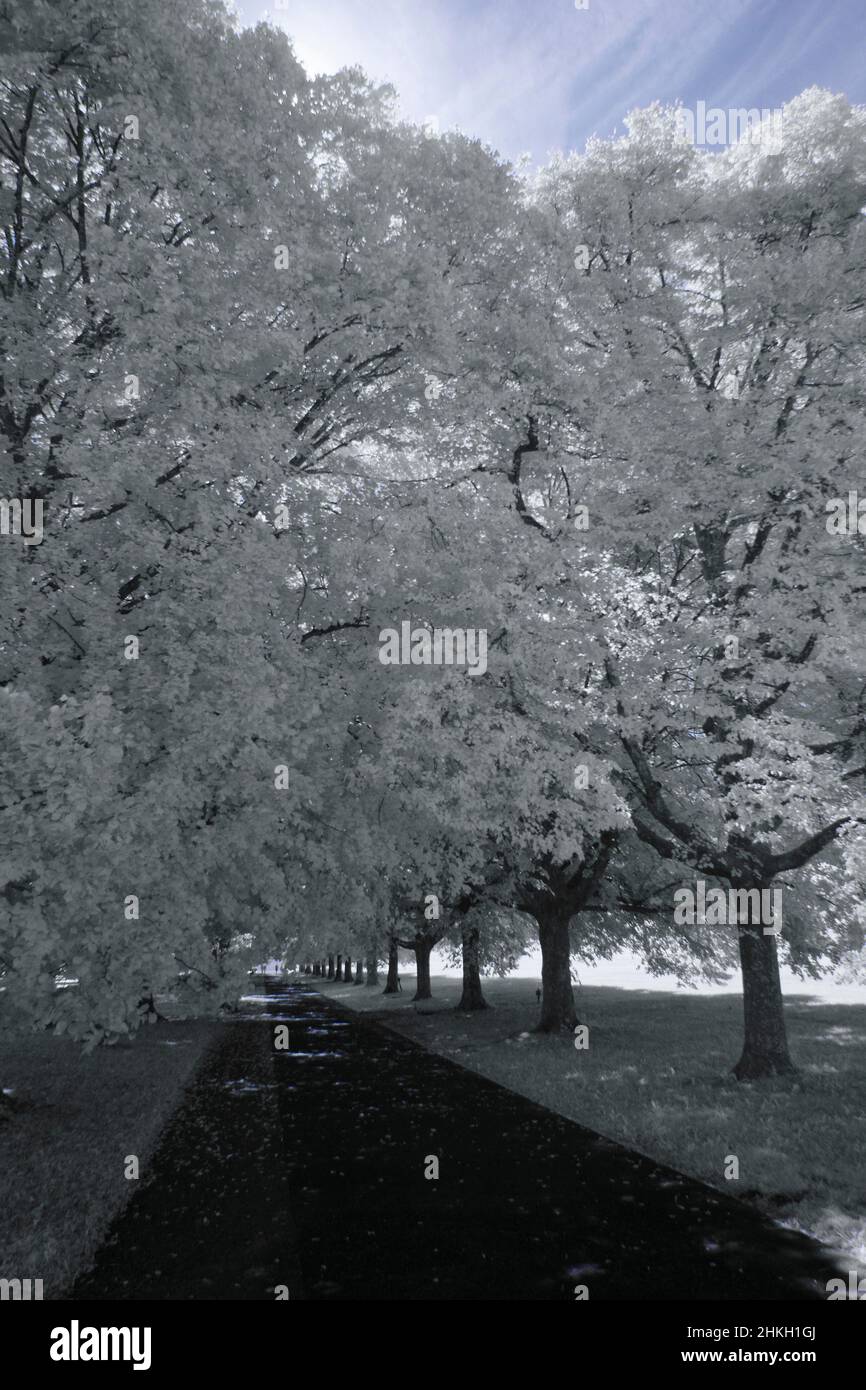 pineta - terreno di piacere nel sobborgo - città di zurigo - svizzera Foto Stock