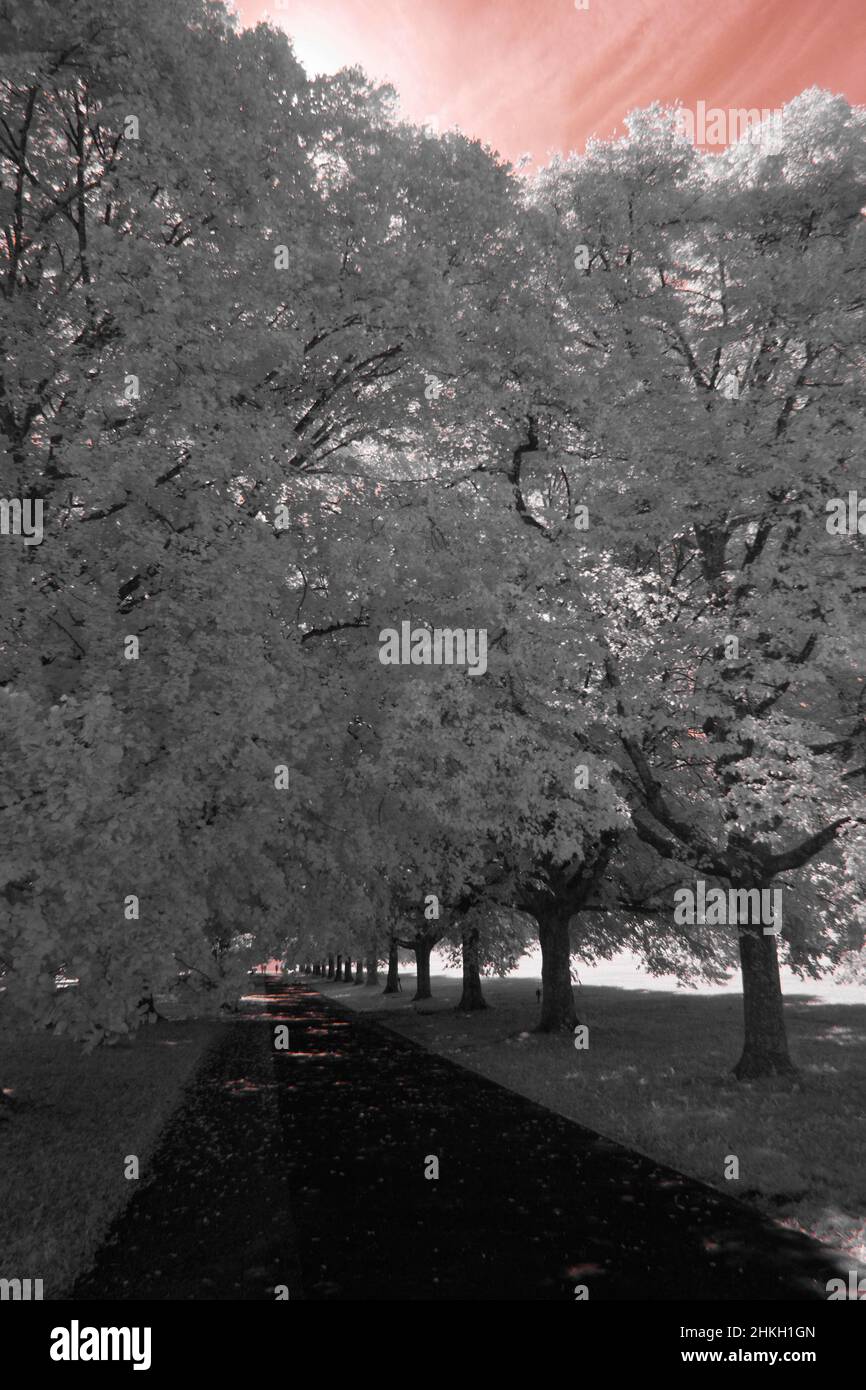 pineta - terreno di piacere nel sobborgo - città di zurigo - svizzera Foto Stock