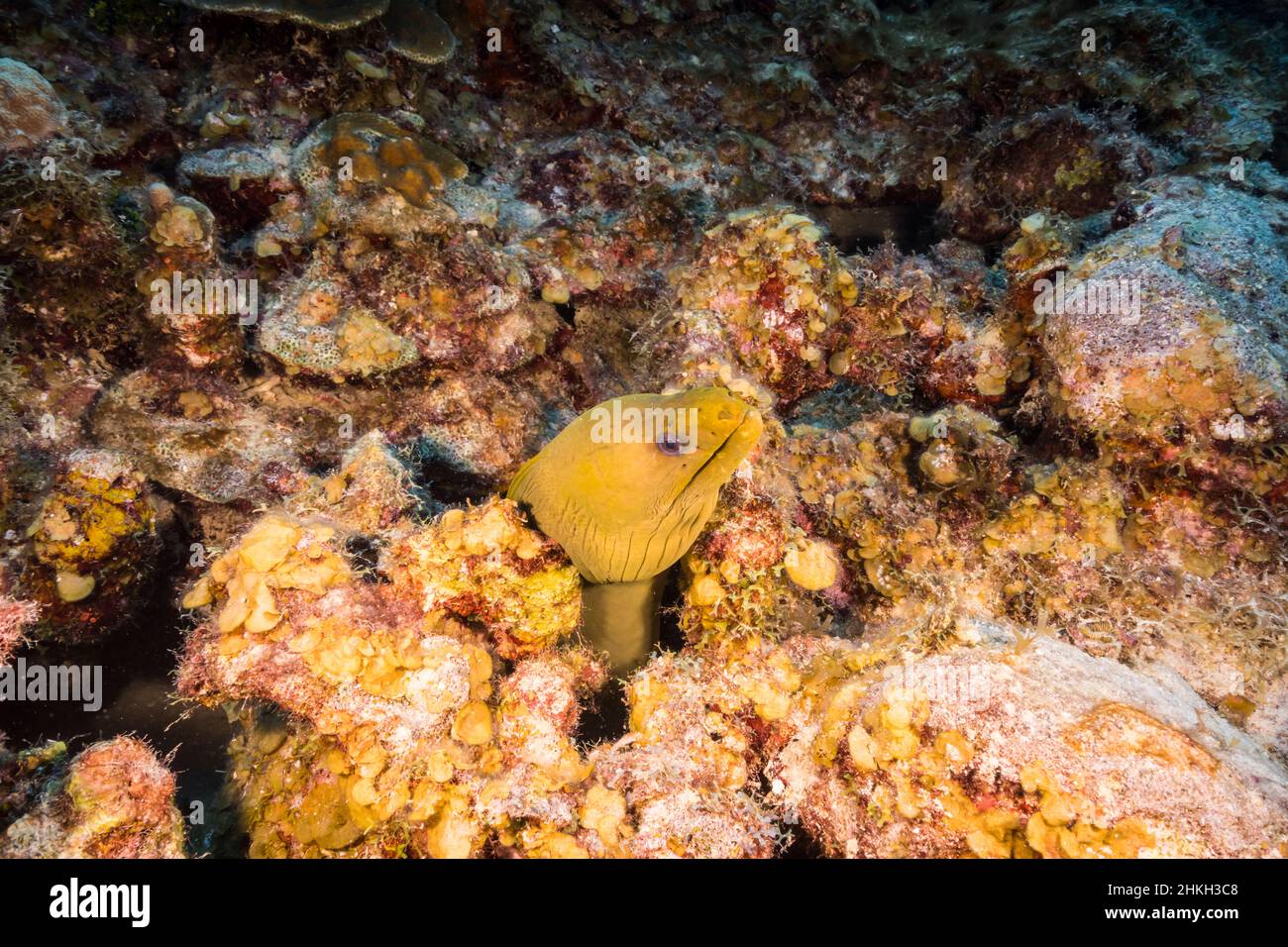 Stagcape con Eel Moray Verde nella barriera corallina del Mar dei Caraibi, Curacao Foto Stock