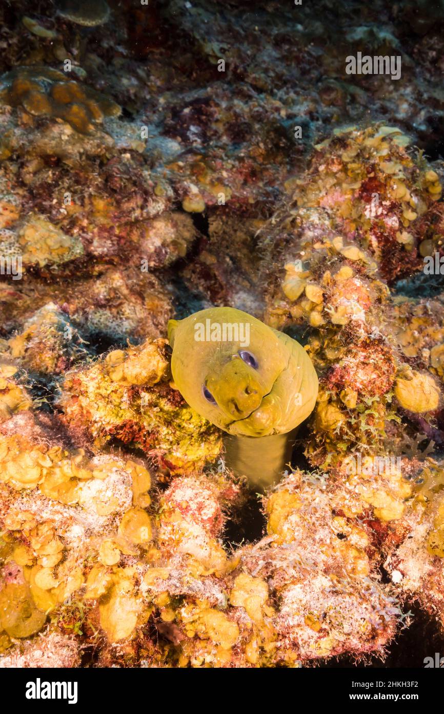 Stagcape con Eel Moray Verde nella barriera corallina del Mar dei Caraibi, Curacao Foto Stock