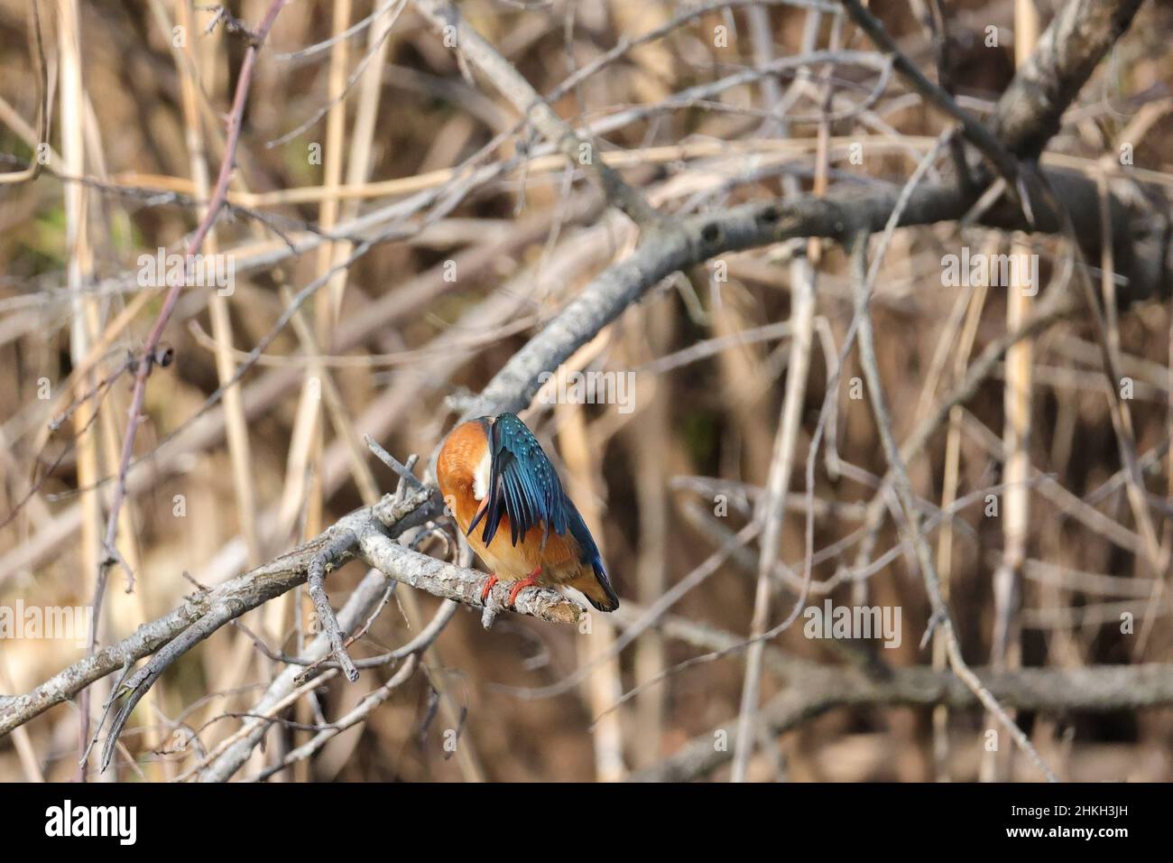 Kingfisher, Eisvogel, Alcedo atthis, femmina Foto Stock