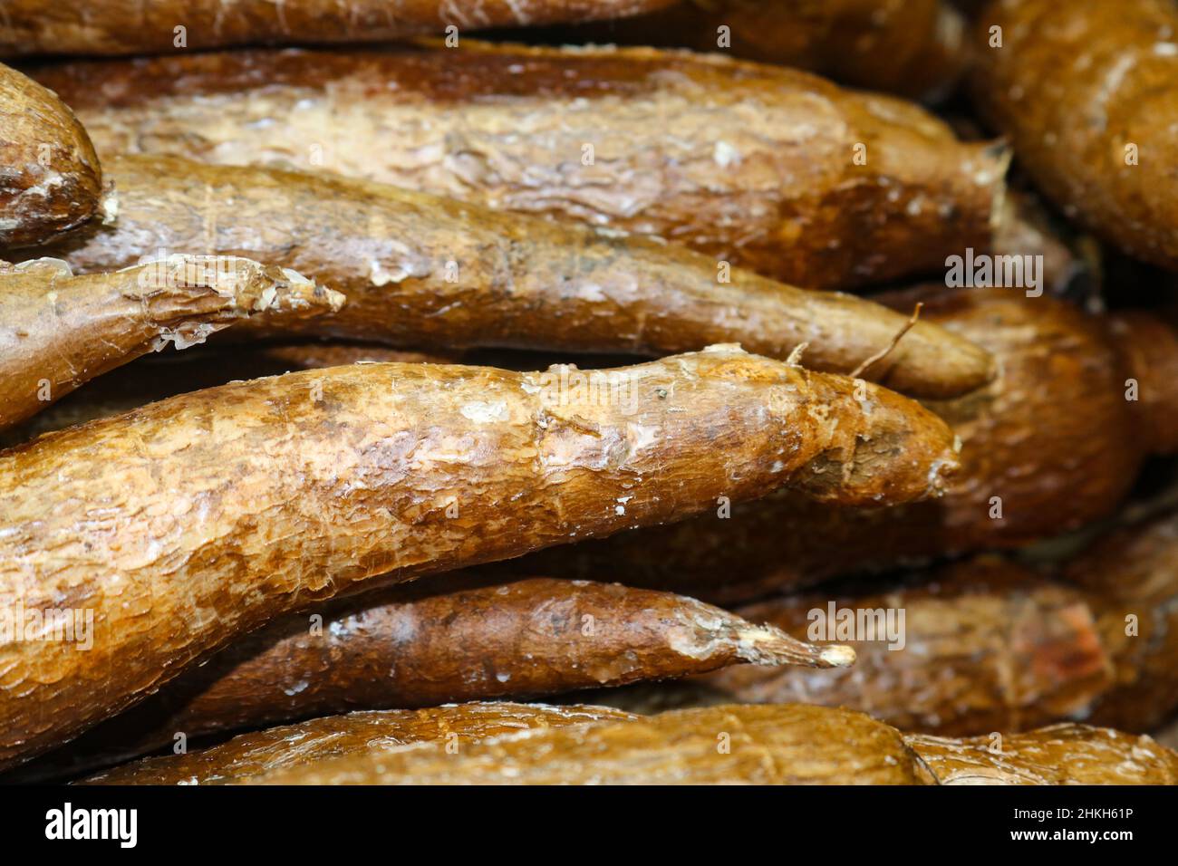 Radice di Yucca o esculenta manihot o manioca - un alimento di base usato nella cottura in messicano e altre colture Foto Stock