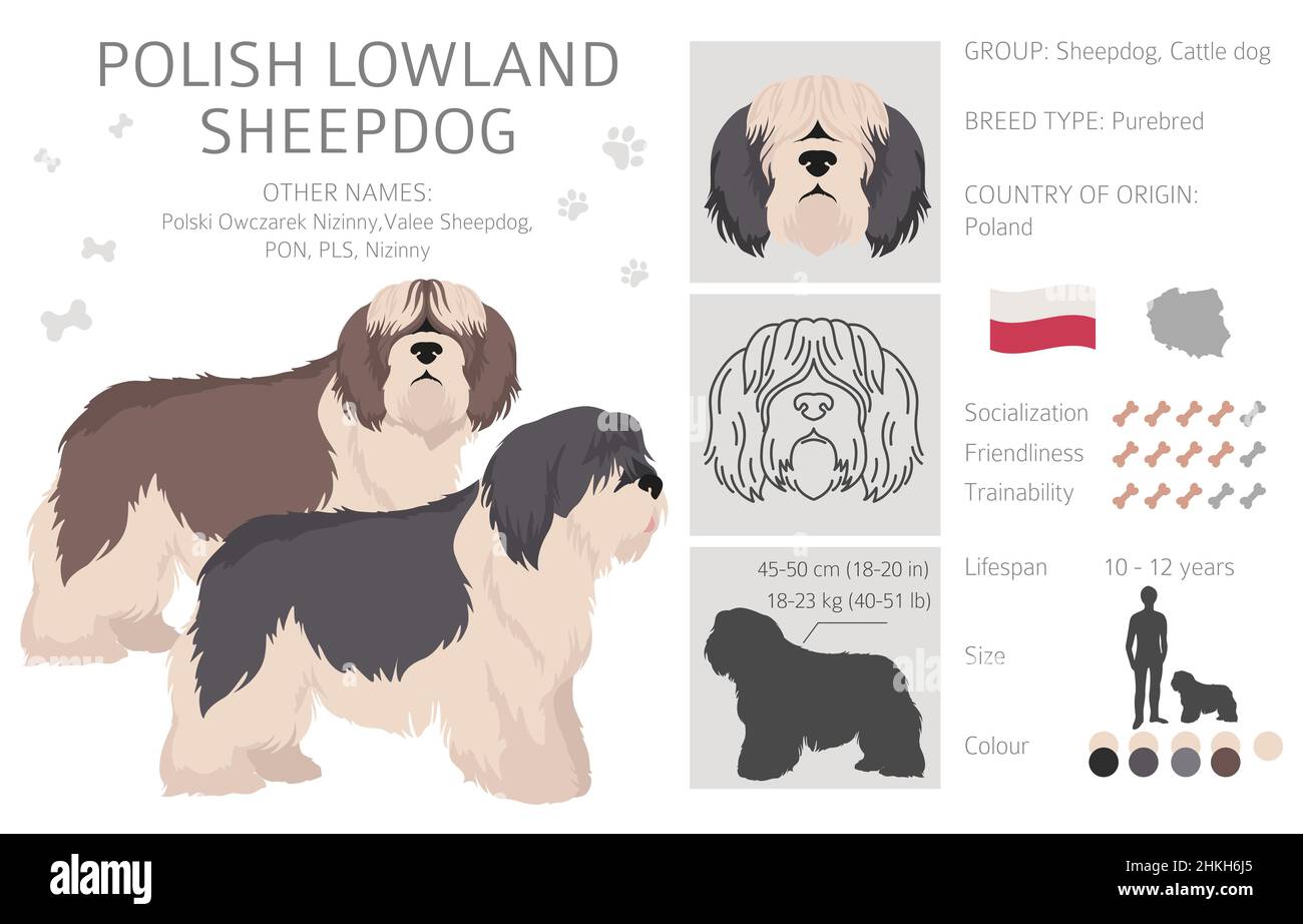 Clipart polacche di cane da pecora della pianura. Pose diverse, colori del cappotto impostati. Illustrazione vettoriale Illustrazione Vettoriale