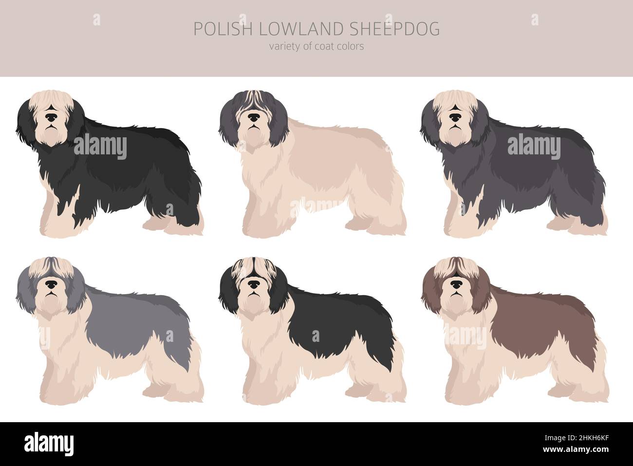 Clipart polacche di cane da pecora della pianura. Pose diverse, colori del cappotto impostati. Illustrazione vettoriale Illustrazione Vettoriale