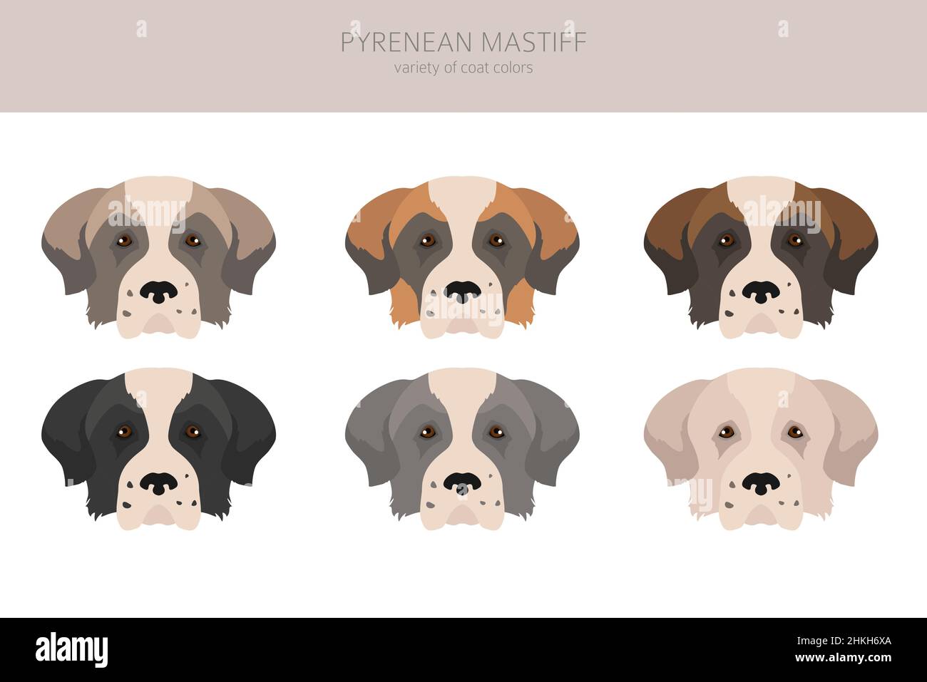 Clipart di mastiff dei Pirenei. Pose diverse, colori del cappotto impostati. Illustrazione vettoriale Illustrazione Vettoriale