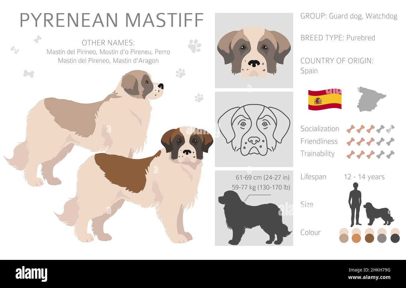 Clipart di mastiff dei Pirenei. Pose diverse, colori del cappotto impostati. Illustrazione vettoriale Illustrazione Vettoriale