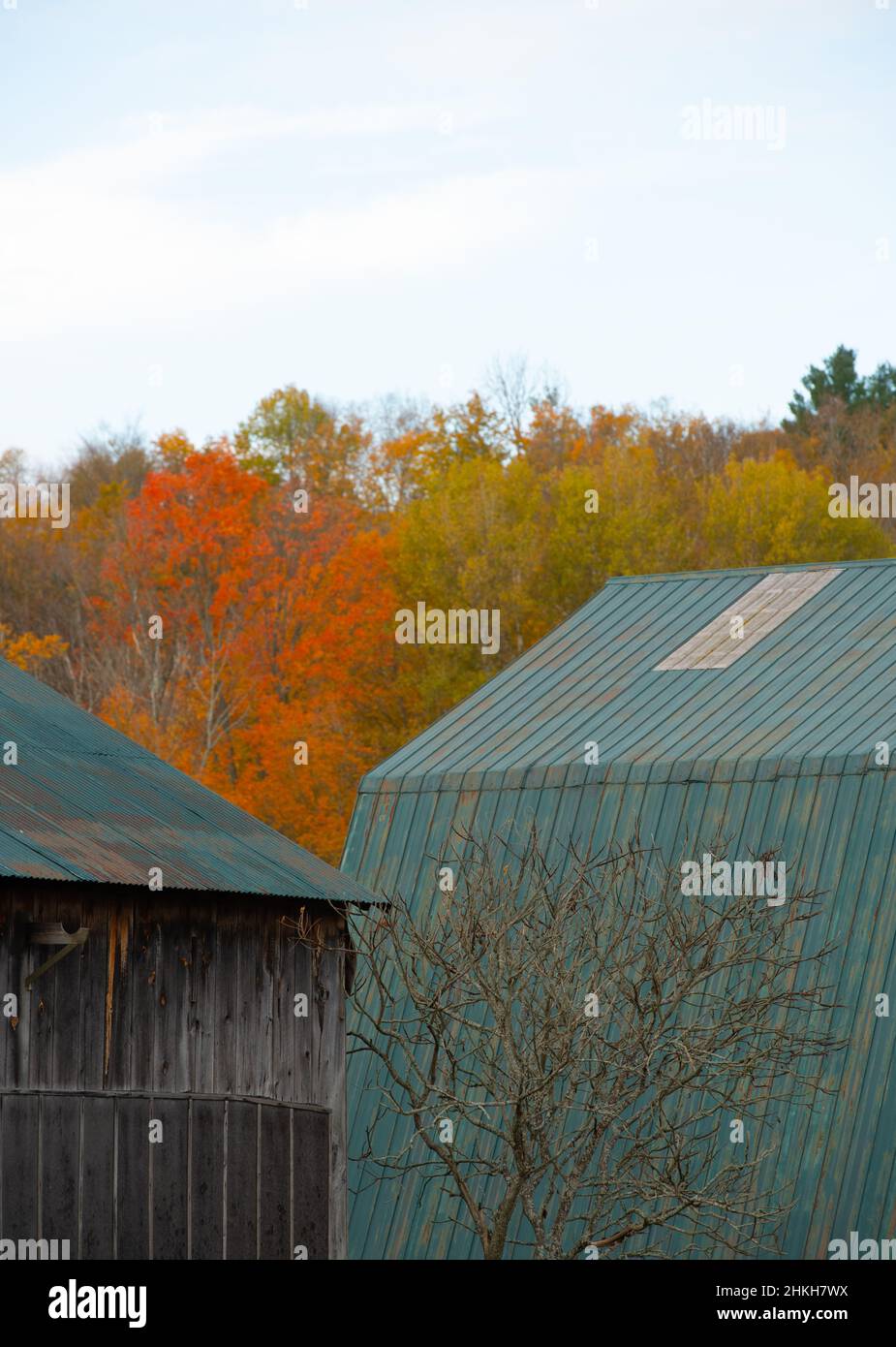 Blu grigio acciaio metallo fienile tetto caduta autunno colore arancione foglie sullo sfondo un albero senza foglie di fronte al fienile nella zona rurale di Ontario Foto Stock